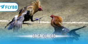 đá gà cựa dao